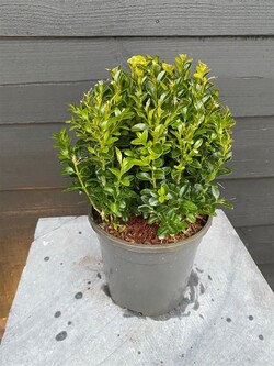Buksmedis paprastasis (Lot Buxus sempervirens) C2/P17 20 CM BALL