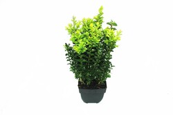 Buksmedis paprastasis (Lot Buxus sempervirens) C2/P17 40/+ CM