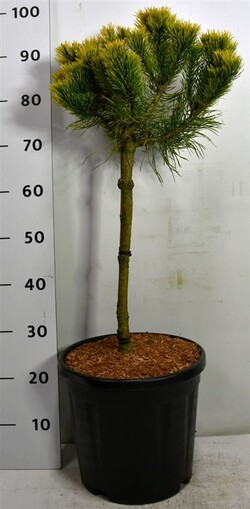 Pušis kalninė (Lot Pinus mugo) 'Carsten' C13 STIEBAS 40 CM - nuotrauka 2