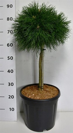Pušis kalninė (Lot Pinus mugo) 'Varella' C13 STIEBAS 40 CM - nuotrauka 2