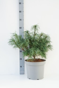 Pušis veimutinė (Lot Pinus strobus) 'Tiny Curls' C7,5/P26 30-40 CM