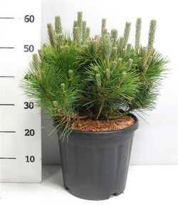 Pušis tunbergo (Lot Pinus thunbergii) 'Sayonara' C13 40-50 CM - nuotrauka 2