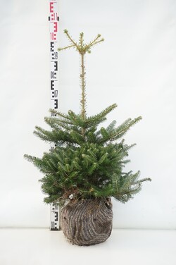 Kėnis korėjinis (Lot Abies koreana) RB 60-80 CM EXTRA