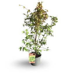Klevas plaštakinis (Lot Acer palmatum) C4/P21 40-60 CM
