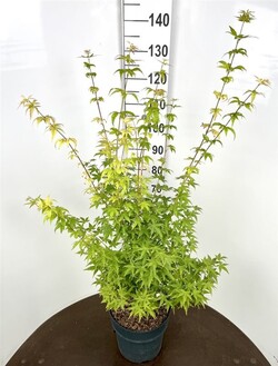 Klevas plaštakinis (Lot Acer pal.) 'Bi-Hoo' C12 80-100 CM