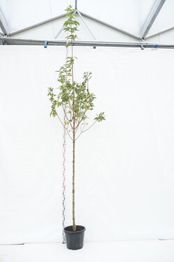 Klevas paprastasis (Lot Acer plat.) 'Drummondii' C35 KAMIENO APIMTIS 10-12 CM STANDARD