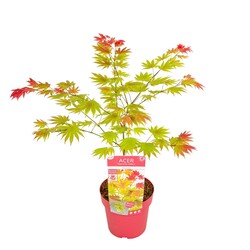 Klevas geltonasis (Lot Acer shirasawanum) 'Moonrise' C3/P19 50-60 CM - nuotrauka 2