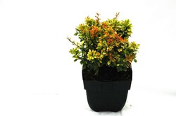 Raugerškis tunbergo (Lot Berberis thunb.) 'Goldalita' C2/P17 20/+ CM