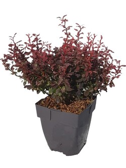 Raugerškis tunbergo (Lot Berberis thunb.) 'Inspiration' C2/P17 30/+ CM