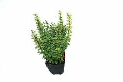 Raugerškis tunbergo (Lot Berberis thunb.) 'Powwow' C2/P17 40/+ CM