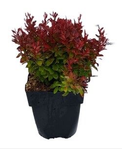 Raugerškis tunbergo (Lot Berberis thunb.) 'Ruby Star' C2/P17 20/+ CM