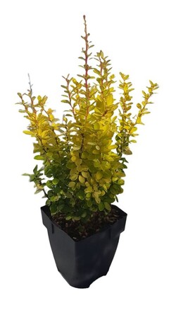 Raugerškis tunbergo (Lot Berberis thunb.) 'Yellow Tower' C2/P17 40/+ CM