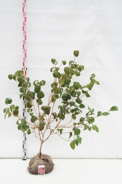Girmetė (Lot Calamintha n.) 'White Cloud' C2/P17
