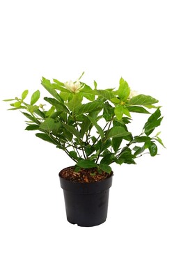 Kalikantas (Lot Calycanthus) 'Venus' C5/P23 50-60 CM