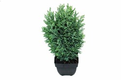 Puskiparisis lausono (Lot Chamaecyparis l.) 'Ivonne' C2/P17 40/+ CM