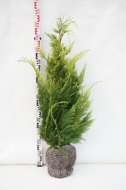 Puskiparisis lausono (Lot Chamaecyparis l.) 'Ivonne' 100-120 CM RB