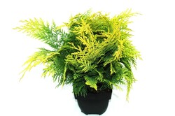 Puskiparisis lausono (Lot Chamaecyparis l.) 'Stardust' C2/P17 40/+ CM