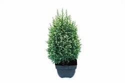 Puskiparisis lausono (Lot Chamaecyparis l.) 'Snow White' C2/P17 40/+ CM