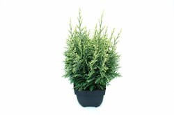 Puskiparisis lausono (Lot Chamaecyparis l.) 'White Spot' C2/P17 40/+ CM