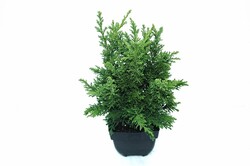 Puskiparisis bukasis (Lot Chamaecyparis o.) 'Draht' C2/P17 40/+ CM