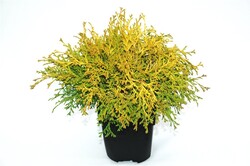 Puskiparisis bukasis (Lot Chamaecyparis o.) 'Kamarachiba' C2/P17 30/+ CM