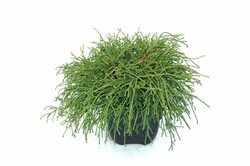 Puskiparisis žirniavaisis (Lot Chamaecyparis p.) 'Filifera Nana' C2/P17 30/+ CM