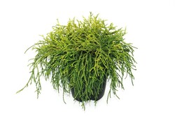 Puskiparisis žirniavaisis (Lot Chamaecyparis p.) 'Sungold' C2/P17 30/+ CM