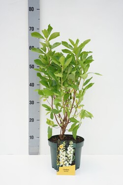 Alksnotis tikrasis (Lot Clethra alnifolia) C3/P19 30-40 CM
