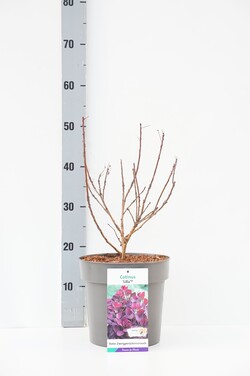 Pūkenis europinis (Lot Cotinus cogg.) 'Lila' C5/P23 40-50 CM