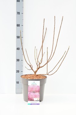 Pūkenis europinis (Lot Cotinus cogg.) C5/P23 40-50 CM