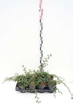 Kaulenis damerio (Lot Cotoneaster dammeri) C1/P13