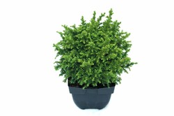 Kriptomerija japoninė (Lot Cryptomeria j.) 'Vilmoriniana' C2/P17 30/+ CM