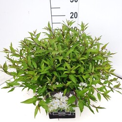 Deucija grakščioji (Lot Deutzia gracilis) 'Nikko' C10 30-40 CM