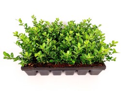 Rinčiuotasis bugienis (Lot Ilex cren.) 'Green Hedge' P9 JAUNI AUGALAI 10-15CM