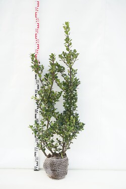 Bugienis (Lot Ilex mes.) 'Blue Prince' 100-125 CM RB