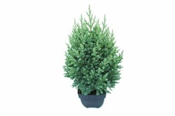 Kadagys kininis (Lot Juniperus chin.) 'Stricta' C2/P17 40/+ CM