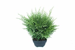 Kadagys gulsčiasis (Lot Juniperus hor.) 'Andorra Compact' C2/P17 30/+ CM