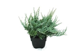 Kadagys gulsčiasis (Lot Juniperus hor.) 'Blue Chip' C2/P17 30/+ CM