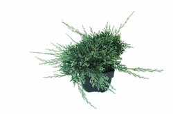 Kadagys gulsčiasis (Lot Juniperus hor.) 'Wiltonii' C2/P17 30/+ CM