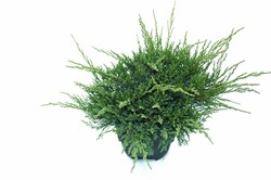 Tarpinis kadagys (Lot Juniperus pf.) 'Mint Julep' C2/P17 30/+ CM