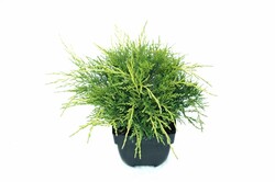Tarpinis kadagys (Lot Juniperus pf.) 'Old Gold' C2/P17 30/+ CM