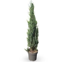 Kadagys uolinis (Lot Juniperus scop.) 'Blue Arrow' C12 125-150 CM