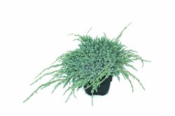 Kadagys žvynuotasis (Lot Juniperus squa.) 'Blue Carpet' C2/P17 30/+ CM