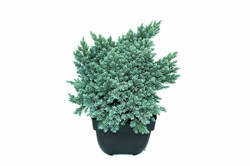 Kadagys žvynuotasis (Lot Juniperus squa.) 'Blue Star' C2/P17 30/+ CM