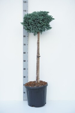 Kadagys žvynuotasis (Lot Juniperus squa.) 'Blue Star' C10 STIEBAS 60 CM