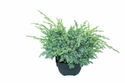 Kadagys žvynuotasis (Lot Juniperus squa.) 'Blue Swede' C2/P17 30/+ CM