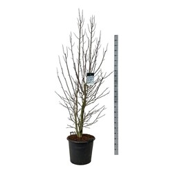 Magnolija japoninė (Lot Magnolia kobus) C55 200-225 CM EXTRA - nuotrauka 1