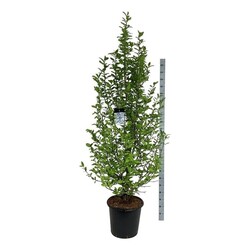 Magnolija japoninė (Lot Magnolia kobus) C55 200-225 CM EXTRA - nuotrauka 2