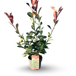 Fotinija (Lot Photinia fraseri) 'Red Robin' C4/P21 40-60 CM