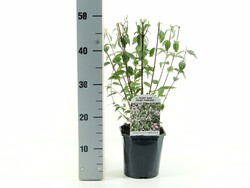 Jazminas (Lot Philadelphus) 'Petite Perfume Pink' C2/P17